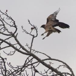 Osprey in flight